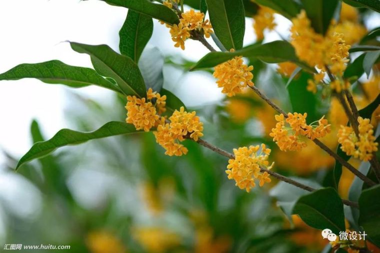 12种·庭院里的吉祥植物_15