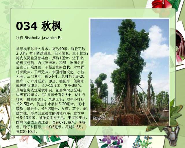 植物设计师必备：100种常见园林植物图鉴_63