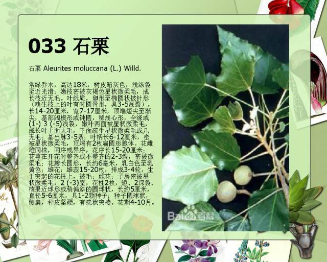 植物设计师必备：100种常见园林植物图鉴_61