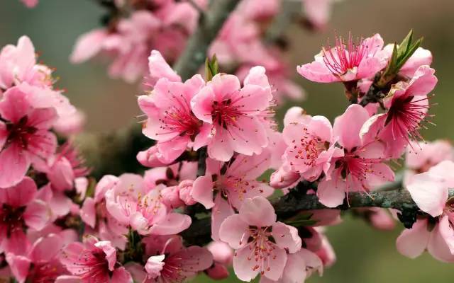 全国七大片区，常用开花植物集锦（上）_1