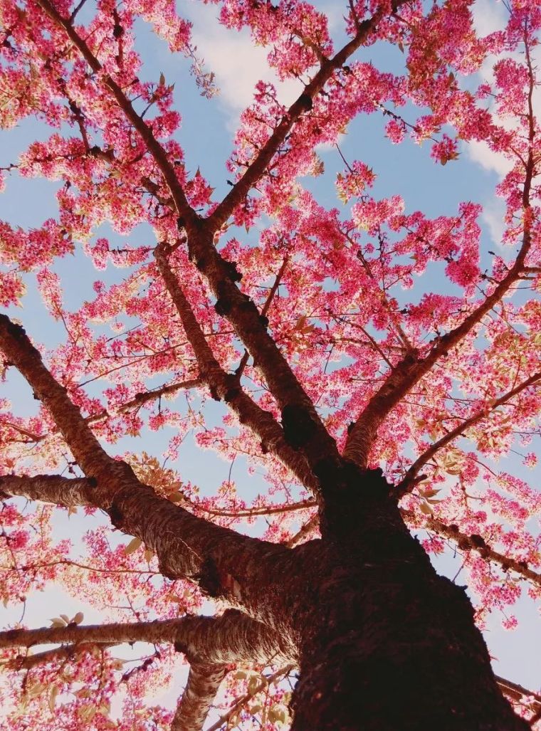 东莞茶山高端住宅景观资料下载-无量山的樱花开了，你能陪我去么？