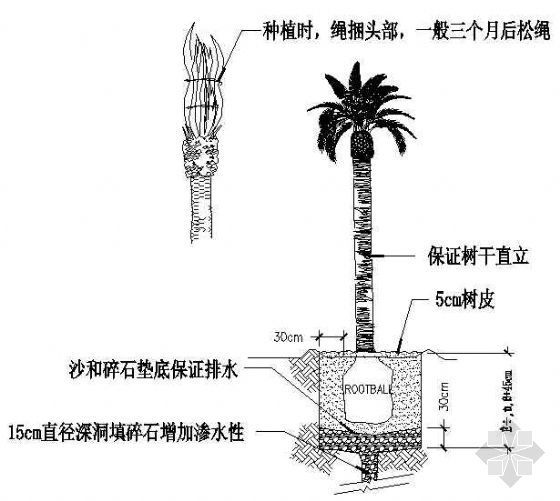 标示栽植资料下载-棕榈树栽植方式详图