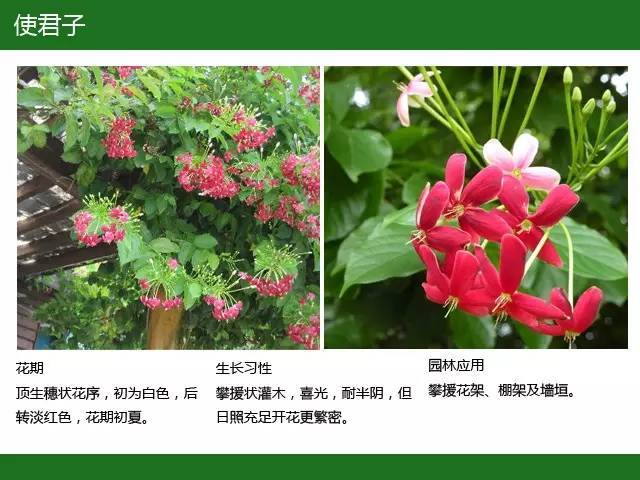 全国七大片区，常用开花植物集锦（上）_53