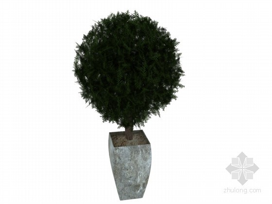 草图大师植物组件模型资料下载-针叶植物3D模型下载