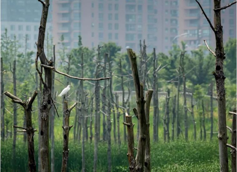 盘点全球十大生态景观设计项目，来数数中国有几个？_30