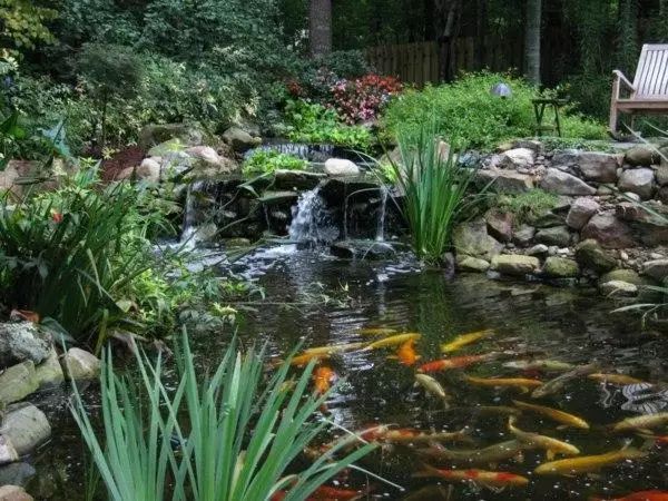 园林喷泉景观图片资料下载-[园林景观]如何创建一个水花园？