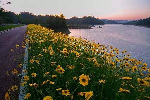 别人家的绿道规划设计！-千岛湖淳安绿道