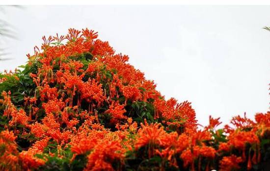 花开一面墙，花落一路香，一棵爬藤植物的花海_31