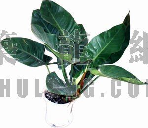 PSD室内盆栽资料下载-精品盆载 g028
