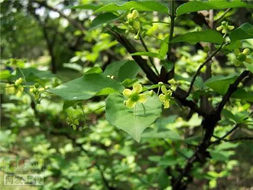 80种常见园林植物 · 景观设计师必知_5