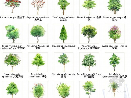 66种树木- 