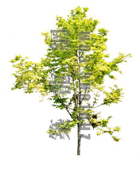 英国金色树木景观资料下载-树木