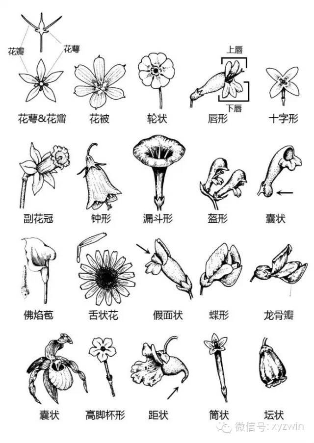 图解植物形态术语_16