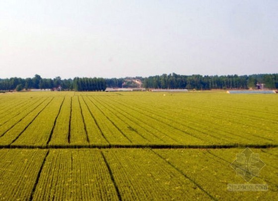 砖厂土地整治项目监理大纲资料下载-水利农田改造工程监理大纲（三控详细 200页）