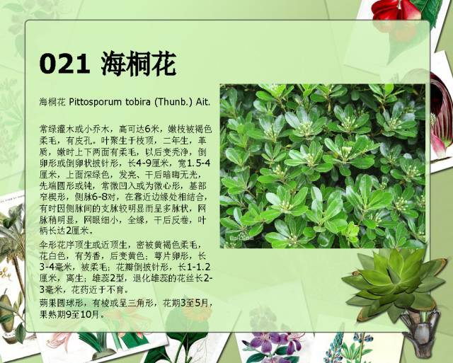 植物设计师必备：100种常见园林植物图鉴_39