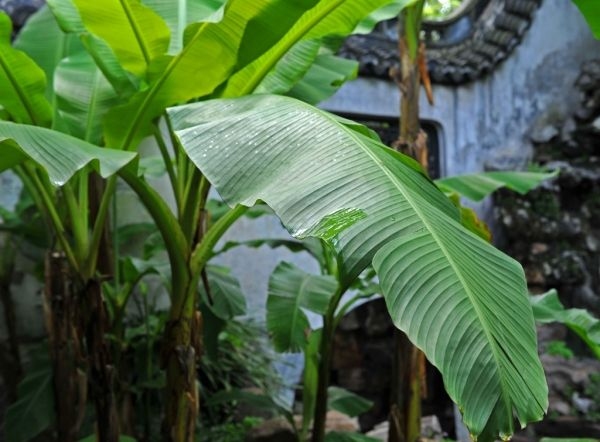 [分享]从蕉倚孤石,绿映闲庭宇,芭蕉在园林中怎么种