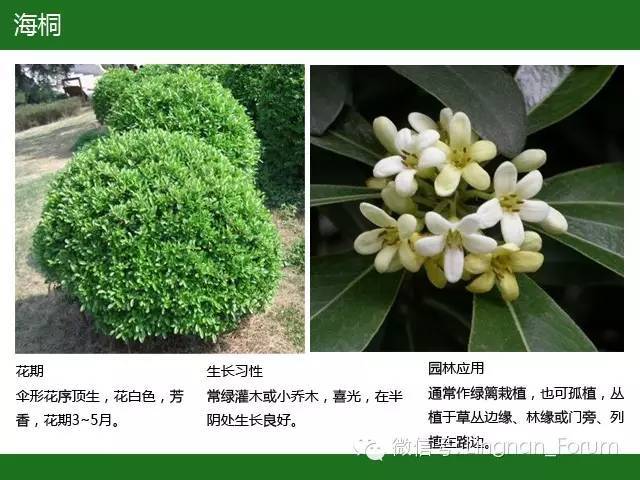 全国七大片区，常用开花植物集锦（上）_126