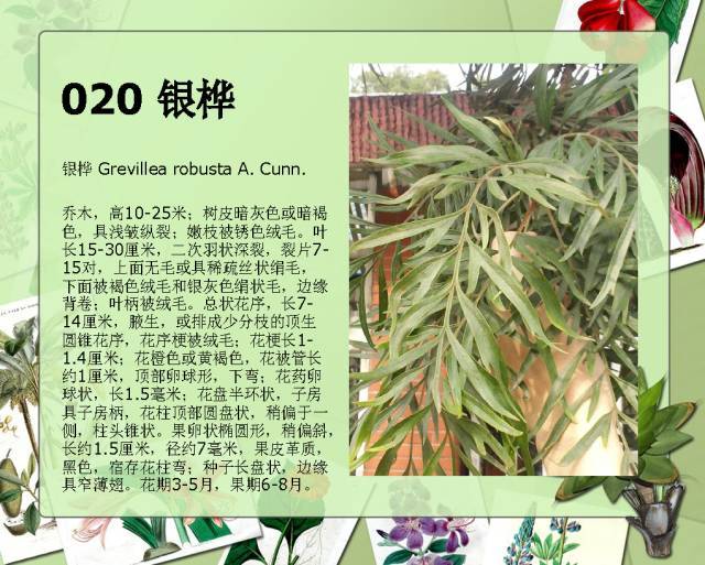 植物设计师必备：100种常见园林植物图鉴_37