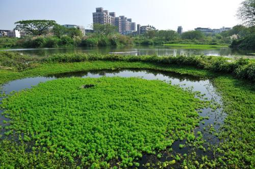 人工湿地工艺资料下载-[贵州]黄果树风景人工湿地污水处理工程设计方案