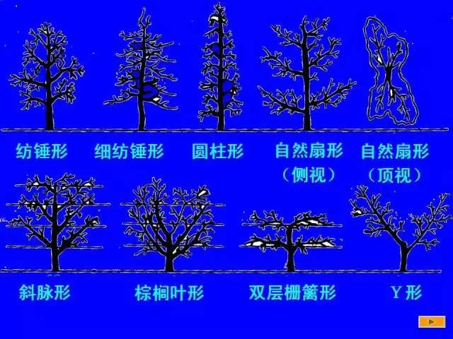 史上最全树木修剪图解（太全了）_11