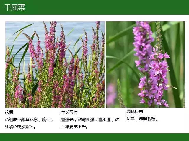 全国七大片区，常用开花植物集锦（上）_59