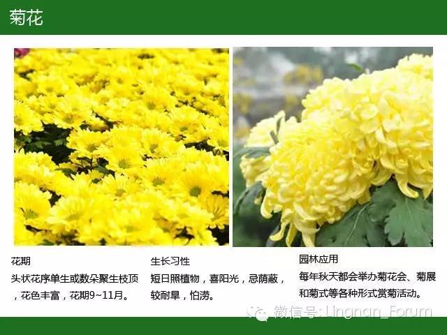 全国七大片区，常用开花植物集锦（上）_156