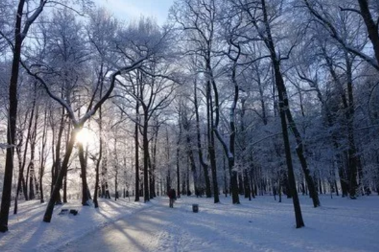 抗冻防雪方案资料下载-干货|园林树木秋冬季防寒与防冻施工技术