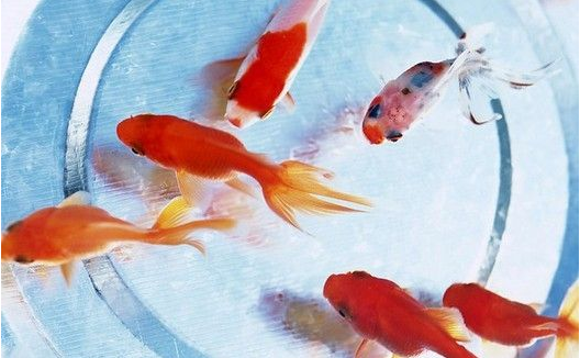 室内装修风水大忌资料下载-家中养鱼的６大风水大忌