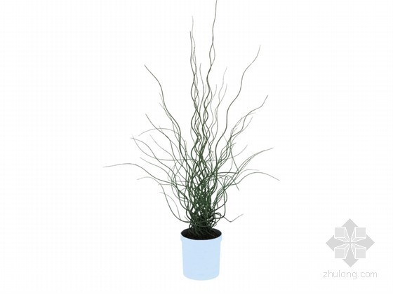 室内花草盆景资料下载-漂亮植物3D模型下载