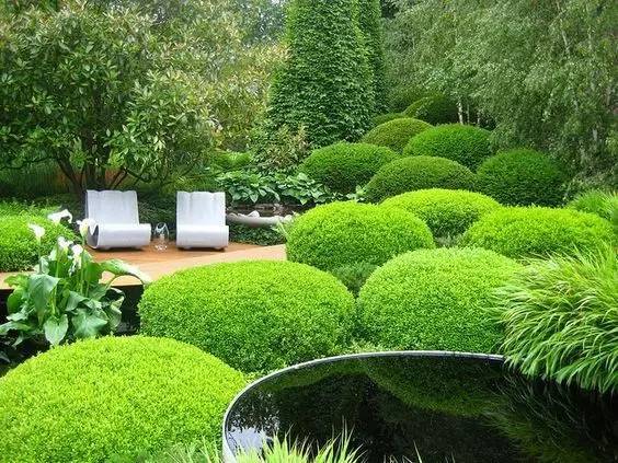 水保灌木植工艺资料下载-原本杂乱无章的灌木，经过设计师之手尽可以这么美！