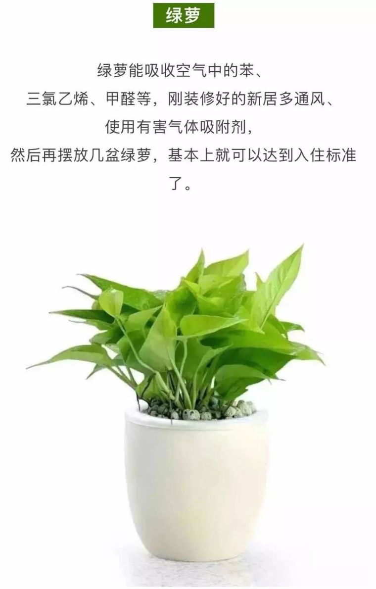 史上最全的吸毒植物 · 新房必备_10