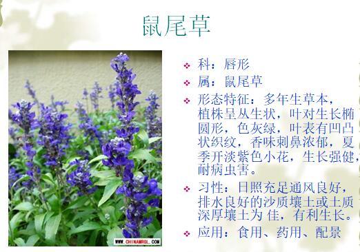 [景观植物]常见植物花卉400余种-常见植物花卉400种-5鼠尾草