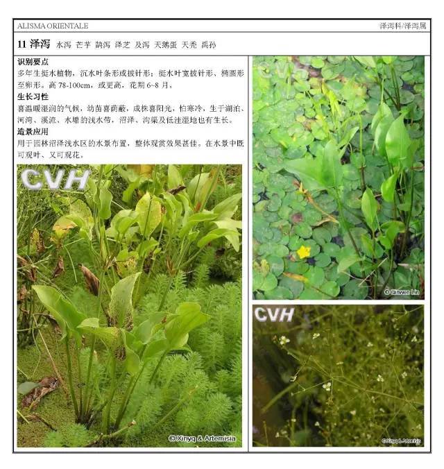 16种园林常用水生植物分类_13