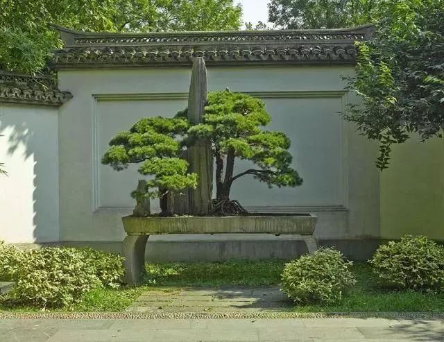 中式庭院常用主景树大全_9