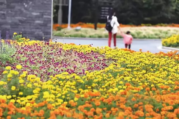 花海如何成海，你必须知道的步骤_12