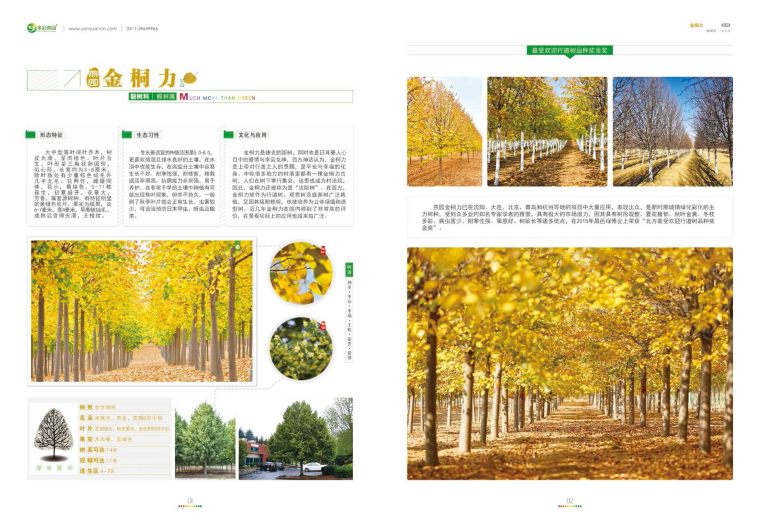 [干货]园林常用彩叶树种推荐（植物介绍+图片）-园林推荐彩叶树种-2