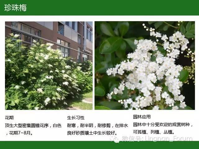 全国七大片区，常用开花植物集锦（上）_121