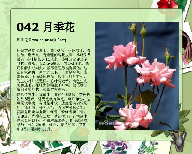 植物设计师必备：100种常见园林植物图鉴_78