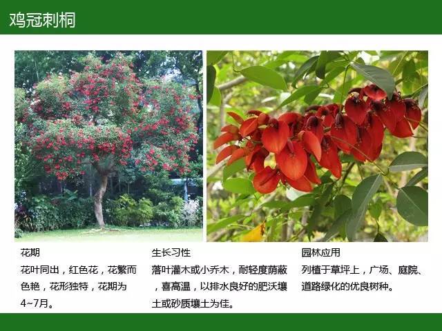 全国七大片区，常用开花植物集锦（上）_34