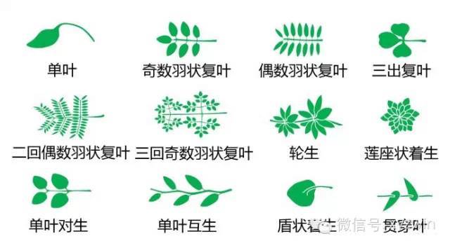 图解植物形态术语_2