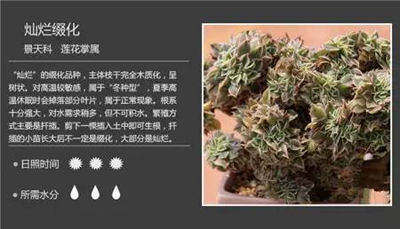 100种常见多肉植物图谱及养护方法，赶紧收藏！_25