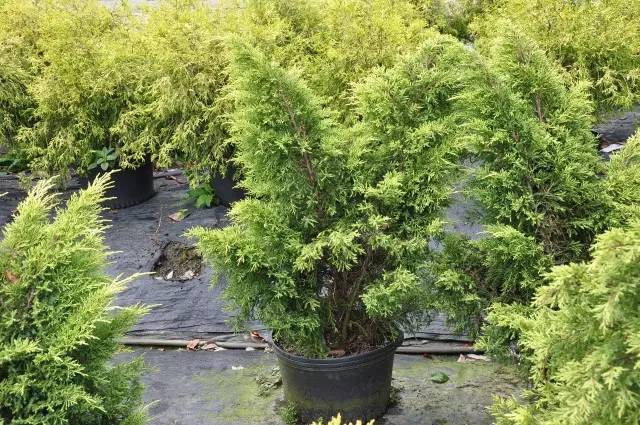 “花境”案例大本营，附部分花境植物材料！_81