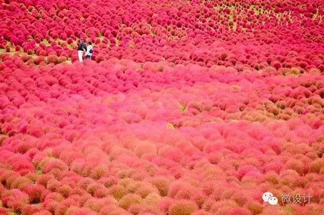 日本东京海滨公园资料下载-一把扫帚草，却做出了最美景观