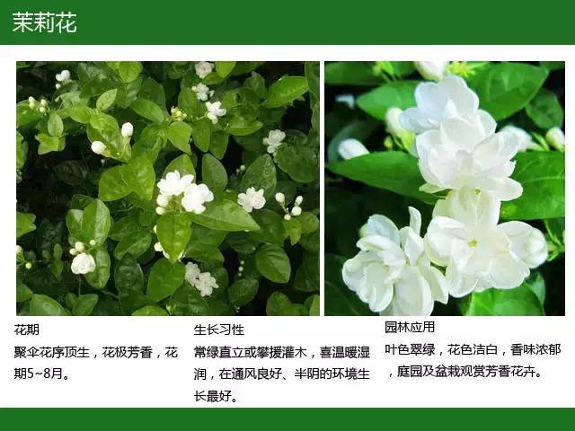 全国七大片区，常用开花植物集锦（上）_41