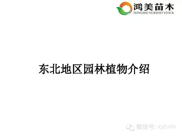 华北园林植物资料下载-史上最全东北地区园林植物全介绍(干货又来啦)