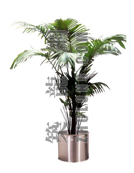 配景植物资料下载-植物配景