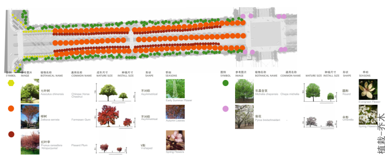 [江苏]科技工业园市政道路景观设计方案-乔木植载图
