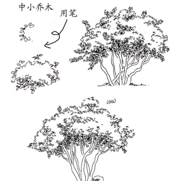 手绘植物su模型资料下载-景观植物手绘图