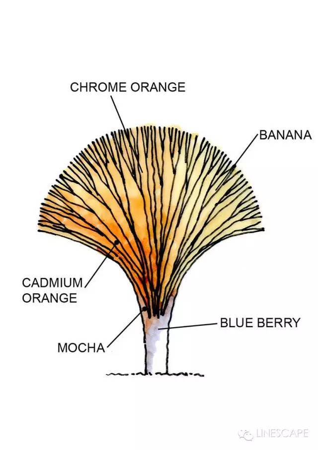 景观植物手绘是如何画出酷酷的效果？_28