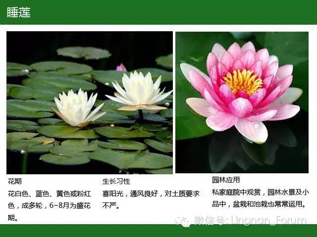 全国七大片区，常用开花植物集锦（上）_169